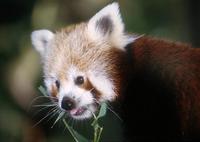 Ailurus fulgens - Red Panda
