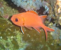 Myripristis vittata - Whitetip Soldierfish