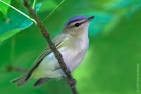 Image of: Vireo olivaceus (red-eyed vireo)