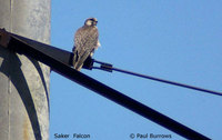 Saker Falcon - Falco cherrug