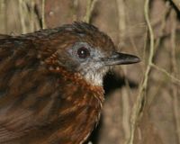 Rusty-breasted Wren Babbler - Napothera rufipectus