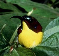 Handsome Sunbird - Aethopyga bella