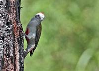 Gray Woodpecker - Dendropicos goertae