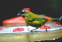 Common Bush-Tanager - Chlorospingus ophthalmicus