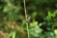 주황날개꽃매미