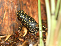 : Melanophryniscus stelzneri; Bumble Bee Toad