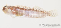 : Entomacrodus cymatobiotus