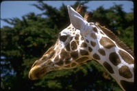 : Giraffa camelopardalis camelopardalis; Nubian Giraffe