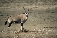 : Oryx gazella gazella; Gemsbok