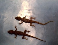 : Cyrtopodion montiumsalsorum; Salt Range Gecko