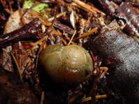 : Haplotrema sp.; Dart Snail