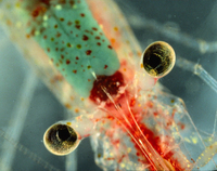 : Heptacarpus flexus; Broken Back Shrimp;