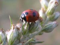 Coccinella quinquepunctata - Five-spot Ladybird