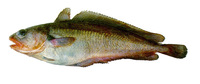 Salilota australis, Tadpole codling: fisheries