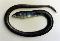 Ophichthus gomesii, Shrimp eel: fisheries