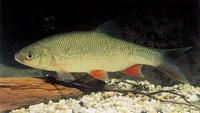 Leuciscus idus, Ide: fisheries, gamefish, aquarium