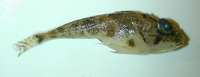 Icelus spatula, Spatulate sculpin: fisheries