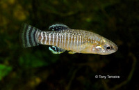 Aphanius iberus, Spanish toothcarp: aquarium