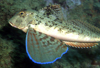 Chelidonichthys lastoviza, Streaked gurnard: fisheries