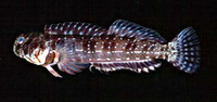 Entomacrodus caudofasciatus, Tail-barred rockskipper: