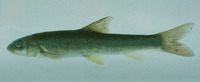 Schizothorax richardsonii, Snow trout: fisheries, gamefish