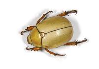Image of: Cotalpa lanigera (goldsmith beetle)