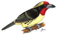 Image of: Capito niger (black-spotted barbet)