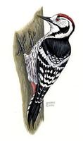Image of: Dendrocopos leucotos (white-backed woodpecker)