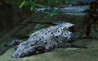 Image of: Crocodylus acutus (American crocodile)