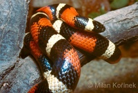 Lampropeltis triangulum campbelli - Pueblan Milk Snake