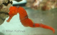 Hippocampus reidi - Long Snout Seahorse
