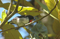Red-chested Flowerpecker - Dicaeum maugei