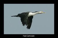 Pied Cormorant