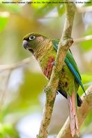 Maroon-bellied Parakeet - Pyrrhura frontalis