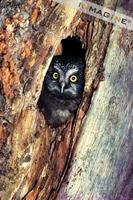 Boreal Owl (Aegolius funereus) photo