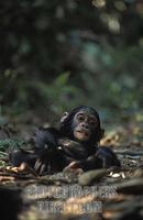 Baby chimpanzee , Pan troglodytes , Mahale Mountains National Park , Tanzania stock photo