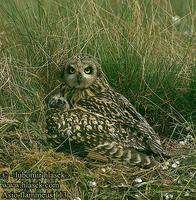 Asio flammeus 113 UK: Short-eared Owl DE: Sumpfohreule FR: Hibou des marais ES: Lechuza Campestr...