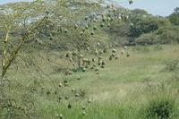 Weaver nests