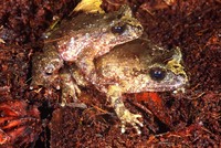 : Leiopelma hochstetteri; Hochstetter's Frog