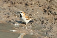 : Passer motitensis; Great Sparrow