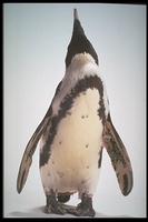 : Spheniscus demersus; Black Footed Penguin