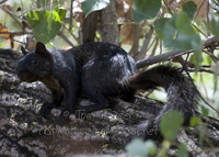 : Sciurus griseus; Western Gray Squirrel (color Morph)