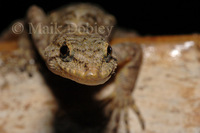 : Cnemaspis africana; African Forest Gecko