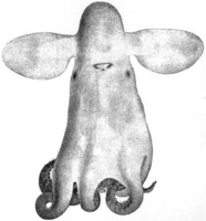 Grimpoteuthis megaptera (Verrill, 1885)