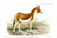 Joseph Smit Female Kiang (Equus hemionus kiang)