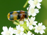 Coptocephala unifasciata unifasciata var. quadrimaculata