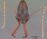 Specimen Data - Odontomachus coquereli - CASENT0009409 - AntWeb