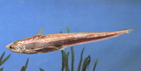 Coilia brachygnathus, Yangtse grenadier anchovy: fisheries