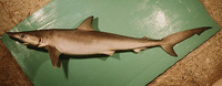 Loxodon macrorhinus, Sliteye shark: fisheries, gamefish