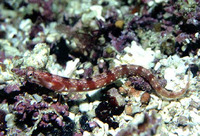 Chaenopsis alepidota alepidota, Orangethroat pikeblenny: aquarium